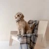 Recycled Wool Large Pet Blanket In Mackellar Tartan